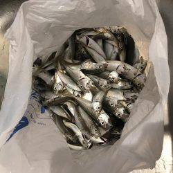 サビキで豆アジとその他!