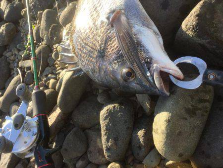 久々のチニング