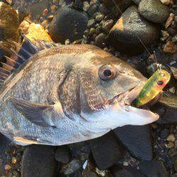 出勤前チニング