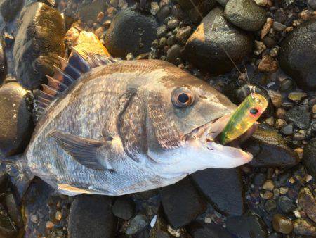 出勤前チニング