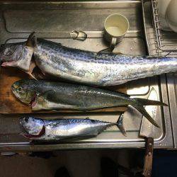 シイラゲーム♫