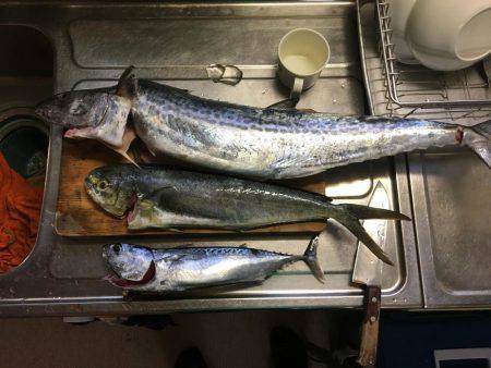 シイラゲーム♫