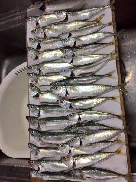 カサゴ30センチ、アコウ25センチ、イシダイ25センチなどなど。