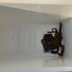 朝練オクトパッシング♫