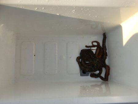 朝練オクトパッシング♫