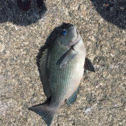 岸和田フカセ釣り