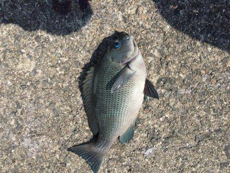 岸和田フカセ釣り