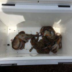 朝練オクトパッシング♫