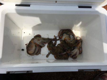 朝練オクトパッシング♫