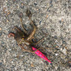 朝練オクトパッシング