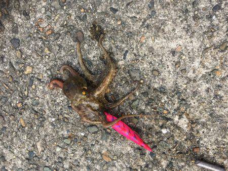 朝練オクトパッシング