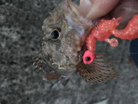 困ったときのガッシー