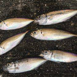 狙いが1匹しか…