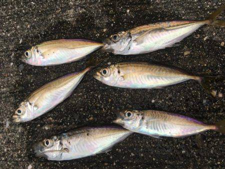 狙いが1匹しか…