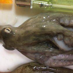 オクトパッシング