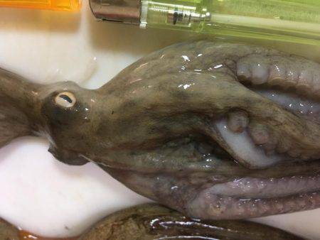 オクトパッシング