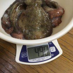 オクトパッシング