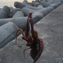 タコタコタコ！