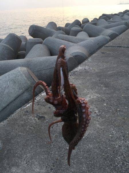 タコタコタコ！