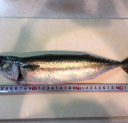 タチウオいない