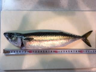 タチウオいない