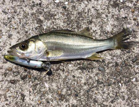 カッキーどっち！？