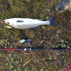 シーバスからのチヌ