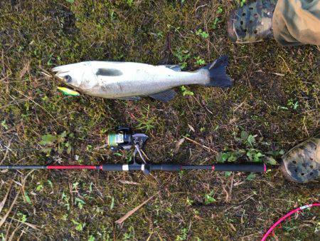 シーバスからのチヌ