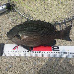 エビ撒き釣り！