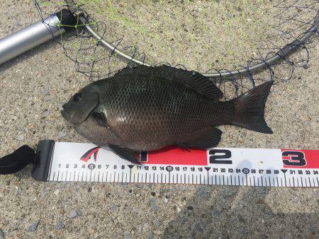 エビ撒き釣り！