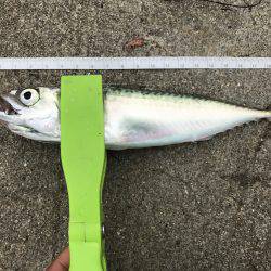 アジ狙うも本日波高し