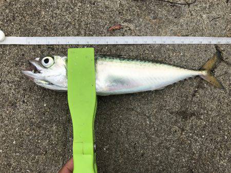 アジ狙うも本日波高し