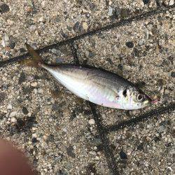 サバ時々豆アジ