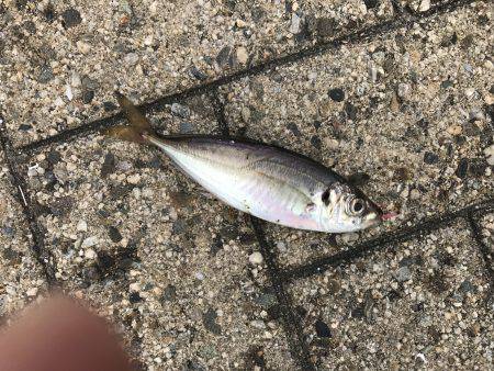 サバ時々豆アジ