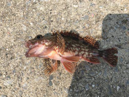 連日、目井津港で豆アジ