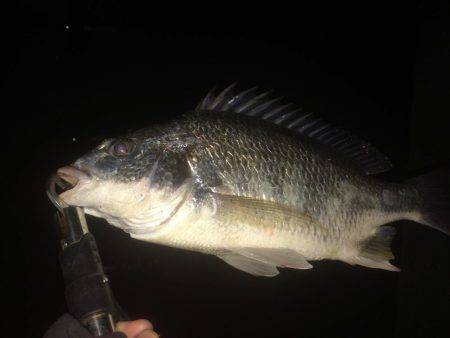 夜も暑くなってきた。。キビレ