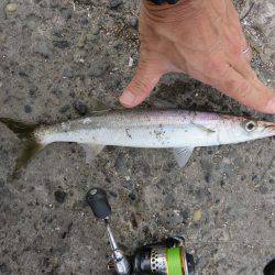 アジ狙いがカマスの嵐！