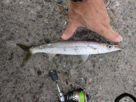 アジ狙いがカマスの嵐！