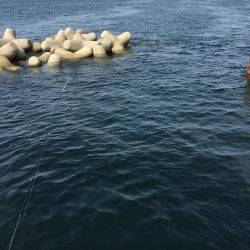 夏❗️エギング＆ライトショアジギング