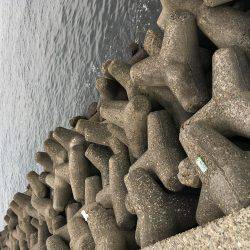 マイポイントでオクトパッシング