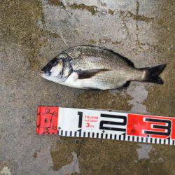 大型シーバスゲット