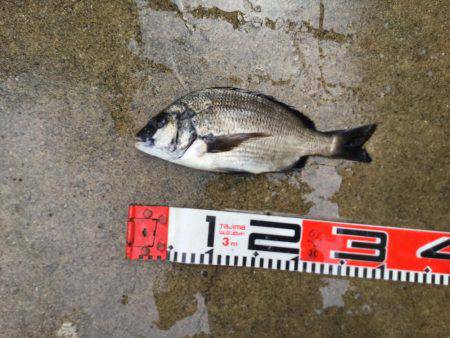 大型シーバスゲット