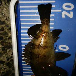 穴釣りのちメバリング