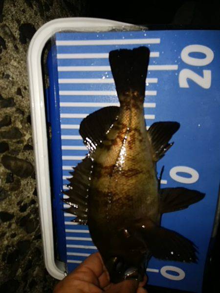 穴釣りのちメバリング