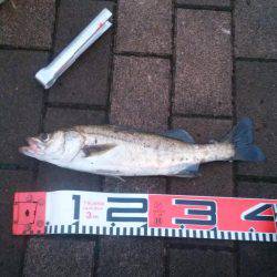 アジング+フラットフィシュ