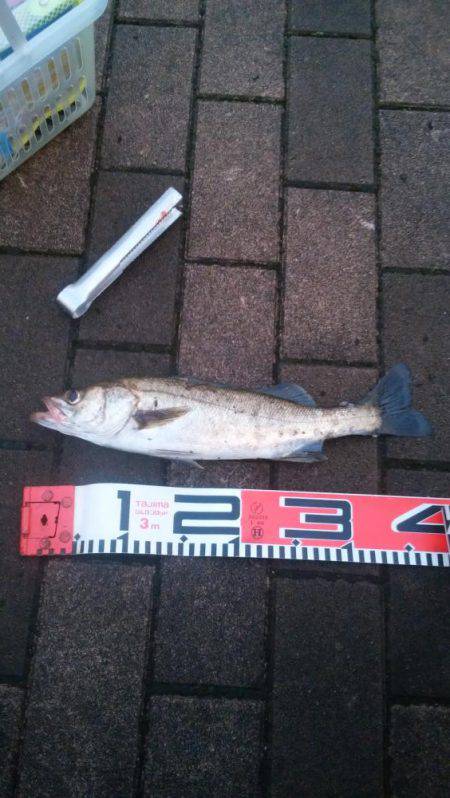 アジング+フラットフィシュ