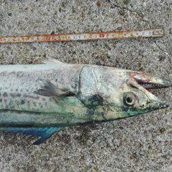 ショアジギング