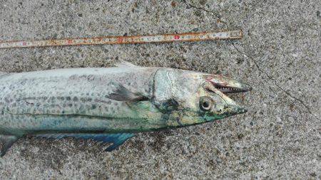 ショアジギング