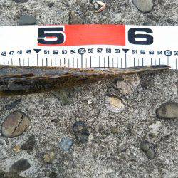 阿南市の辰巳周辺でマゴチ