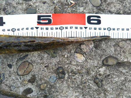 阿南市の辰巳周辺でマゴチ